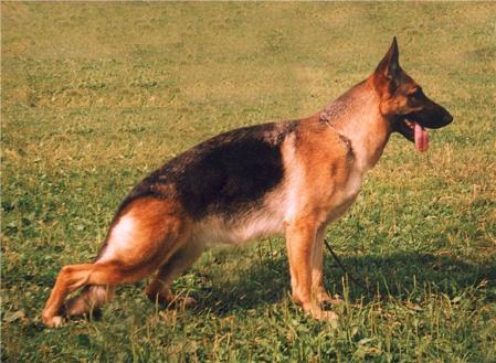 V,CH BLR Denisa Meisehof