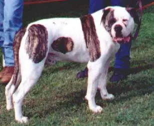 Johnson's Machine Bruiser (DNA-P)