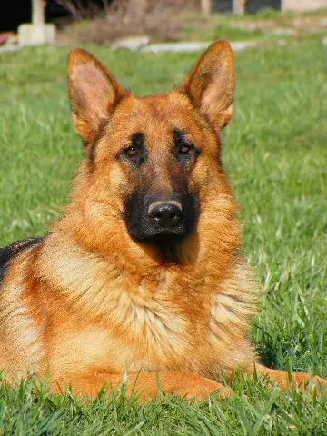 Xillo vom Gödinghofer Weg