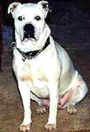 Clayhill's Millicent