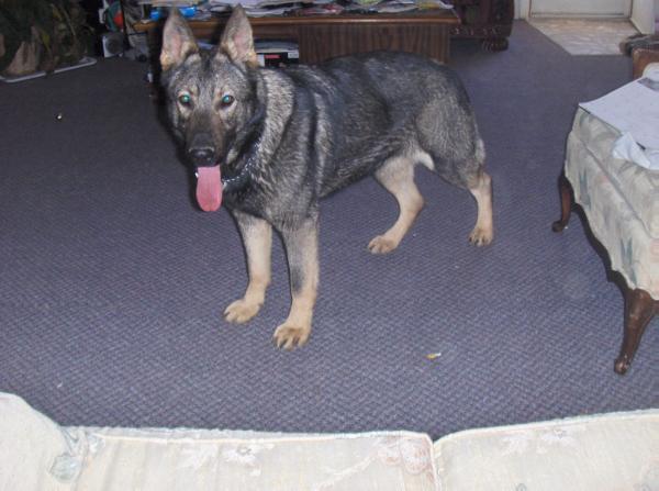 Emmanuel's Zeva V Livinghaus