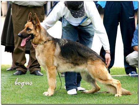 Gabi vom Daerim Honor