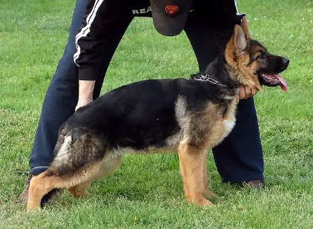 Xindy von Cromontana