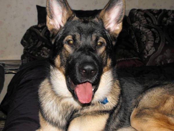 Ferdi vom Ryanstrasse / Kaiser