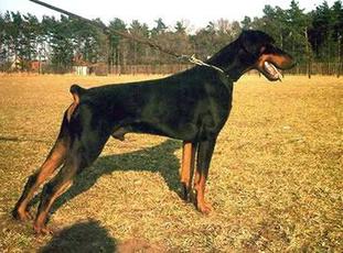 Doberwache`s Amatzon