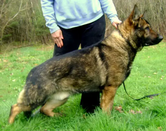 Jazil Vom Birken Wald