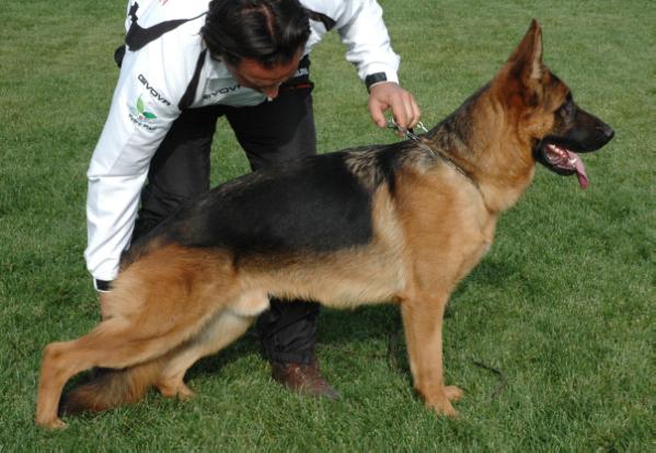 Arex della Val Sangro