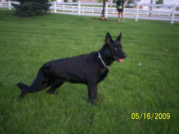 IN TRAINING  SCHH Bella Gitta