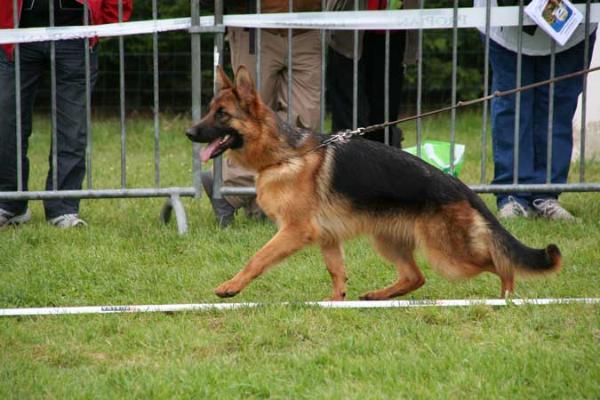SG 1 (JOH. MAYER) Djones des Terres de la Serpenterie