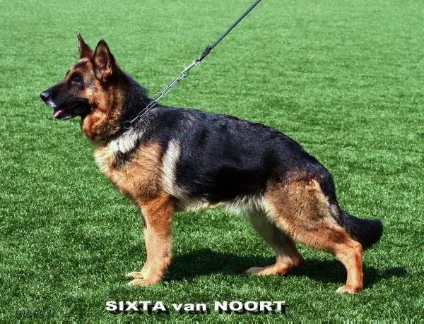 Sixta VAN Noort