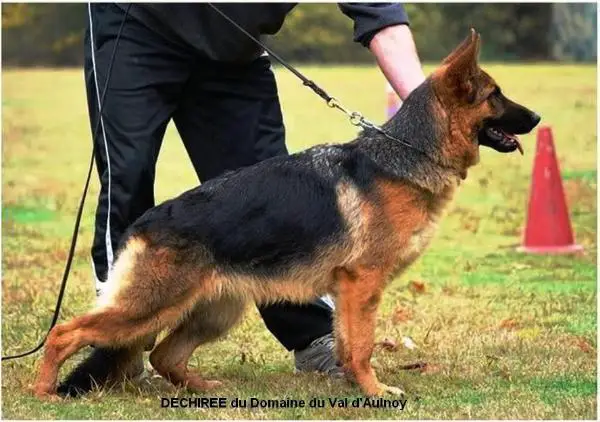 V DECHIREE du Domaine du Val d'Aulnoy (HD-ED A/A)