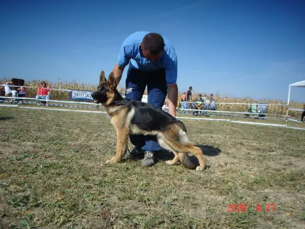 Érmelléki Szépség Rachel