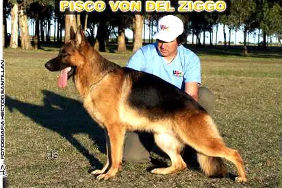 VA (ARG) PISCO VON DEL ZIGGO