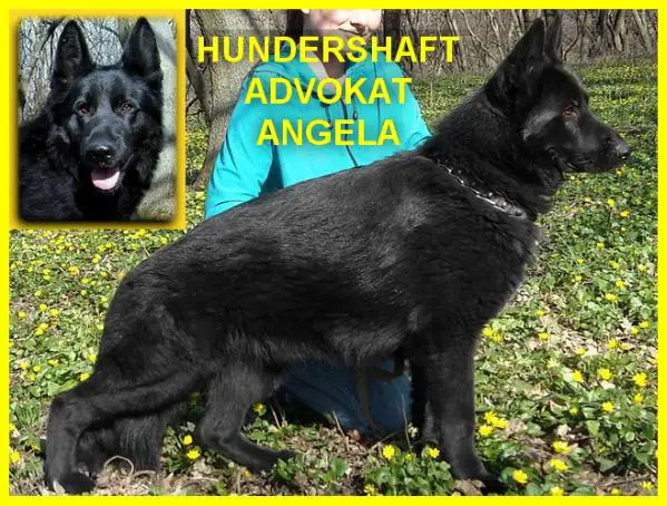 (2XCAC.UA,2XCAC.RU) Hundershaft Advokat Angela