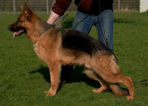 Marc von der Salzteichaue