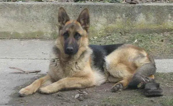 Szigetházi Rubi Alex