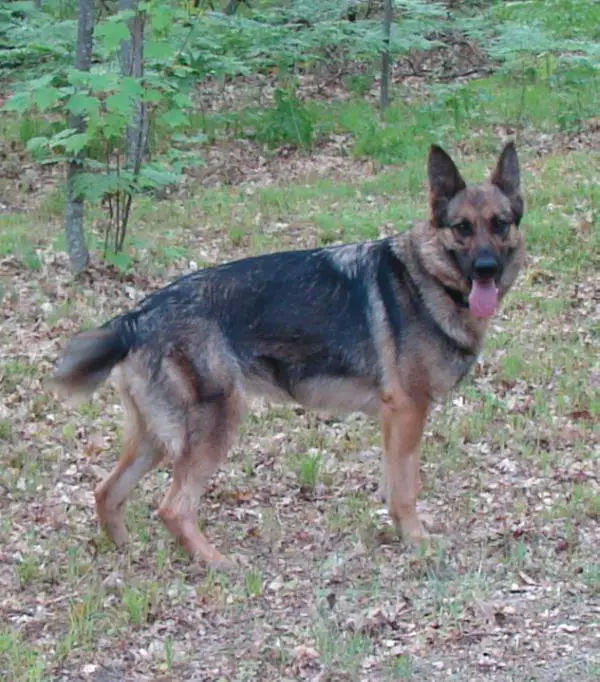 Anes Von Haus Guardian
