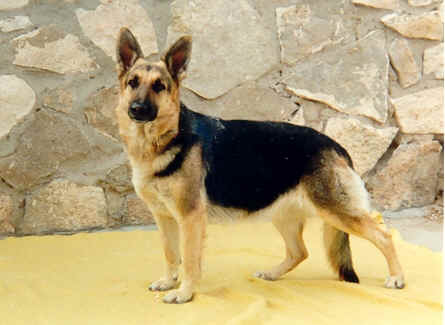 Tidmores Rising Star Nichole