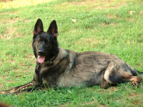 Geisha Mala San Z Haus Chi