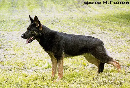 SG Schelma s Dikoy Stai