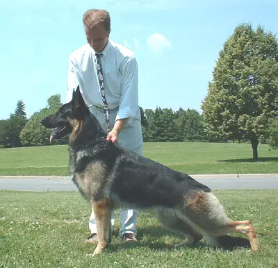 BIM, CAN. CH.TT OVC Brownhill Kysarah's MakeMyDay