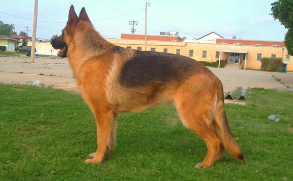 Zoey von Wizards Hof Castel