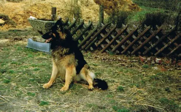 VA EUROPASIEGER Arri vom Wolfshügel