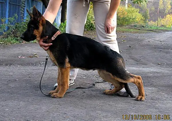 DEO von NORDEN