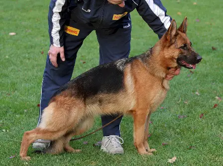 V Ghandy vom Haus Santo