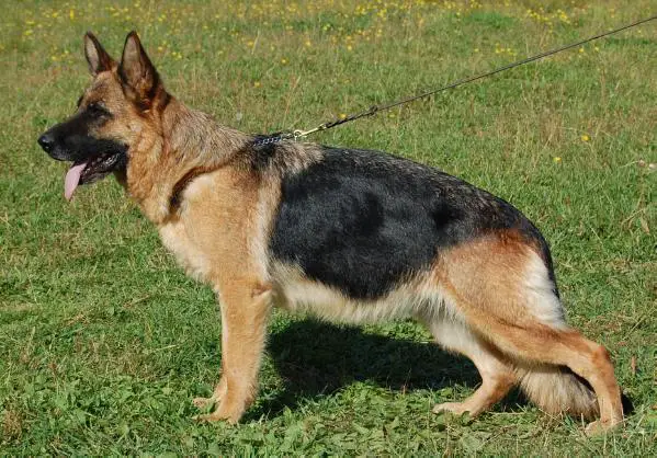 V Norden Licht Anka