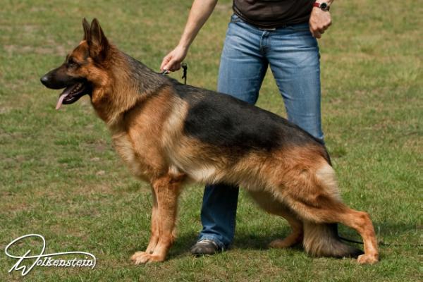 V Louis von Groß-Zünder