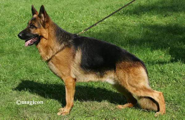 SG1 (HU) Hyerom mit Spiellust