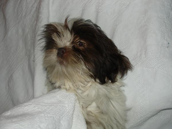 Angelbaby Oggy