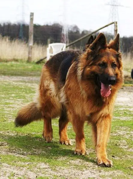 NEGRA z Krainy Wilka