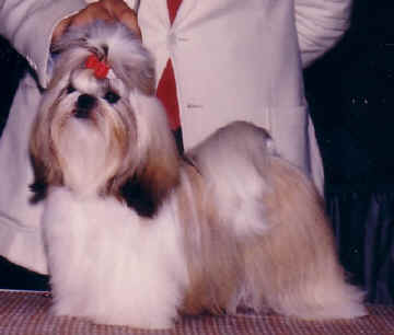 AMCAN CH Beswick's Limited Edition