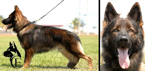 Dante Canine Extreme
