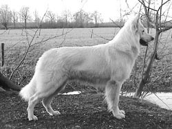 Filou Grewo of the Heart of Lothian