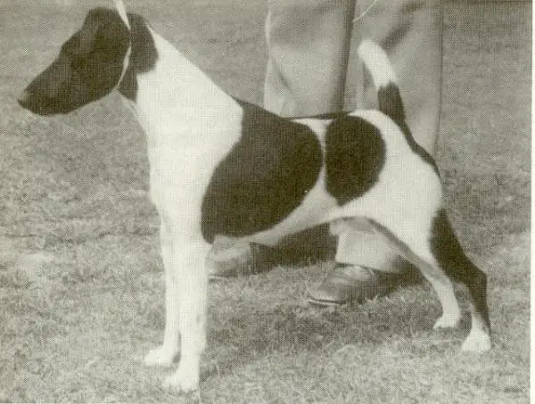 AUST CH Grenpark White Sabre