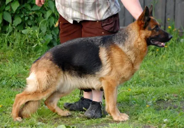 Cristal vom Team Endrefalva