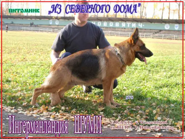 CHAMPION RUSSIA Ingermanlandia Schumi