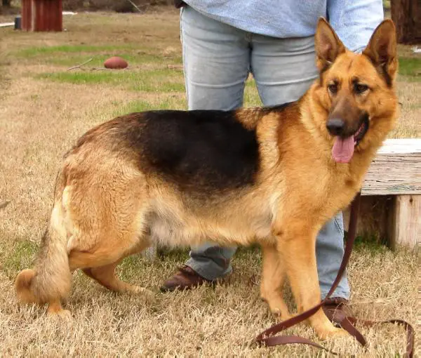 V.H.Drage Liberty V. Ingehausen