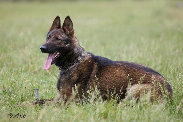 V Bandit-Zidan das Studium