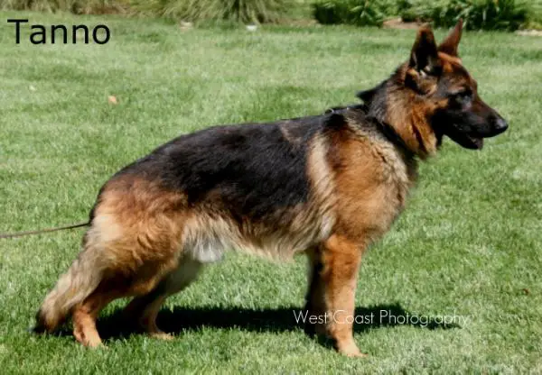 SG Tanno von Salerno II