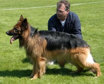 Columbo vom Haus Barrett