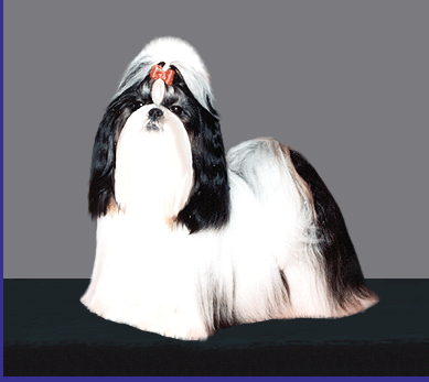 CH Loubren's Ninja Star