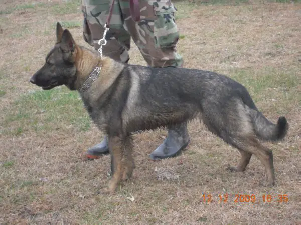 Merrill's Police K9 Mia