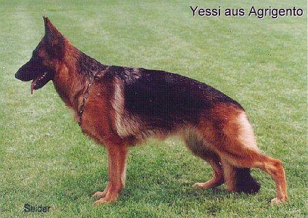VA1(USA) SG1 Yessi aus Agrigento