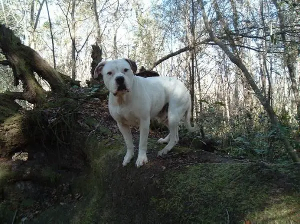 Strickland's Cracker Boy