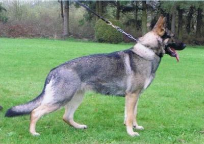 Franzi von der Fasanerie