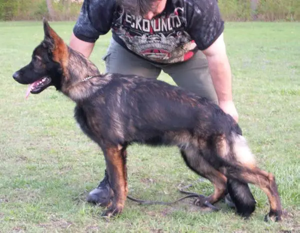 VP1 Jayare von Kistha Haus